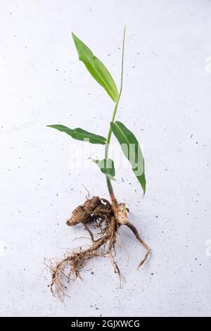 young ginger plant, growing ginger from rhizome or root isolated on white textured surface, homegrown herbal and flavoring plant Stock Photo