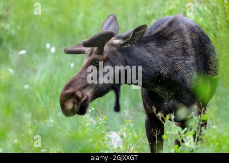 A bull moose stands amidst lush vegetation in Wyoming. Stock Photo