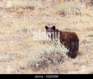 A cinnamon-colored black bear in Wyoming Stock Photo