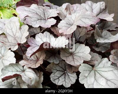 Silvery foliage of the hardy evergreen perennial, Heuchera 'Silver Gumdrop' Stock Photo