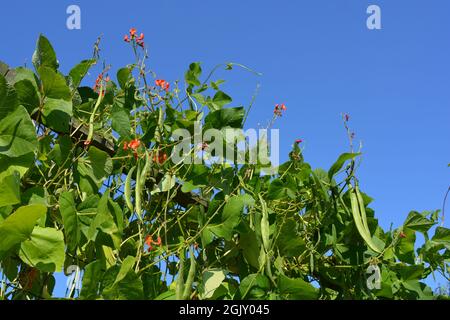 Fresh, organic Scarlet Runner Beans and flowers against blue sky Stock Photo