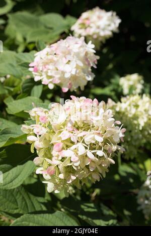 Hydrangea paniculata 'Limelight' flowers. Stock Photo
