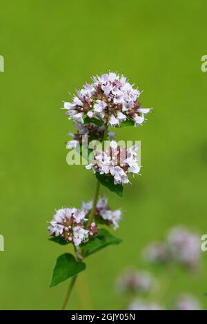 Flowering Oregano (Origanum vulgare) Stock Photo