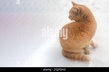 Silhouette, close-up of a red cat VIEW FROM THE BACK against the background of snow on the street, banner, place for text. Stock Photo
