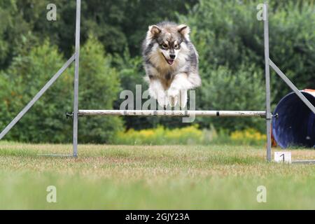 Portrait of a purebred Finnish Lapphund dog jumping over obstacle in agility training course Stock Photo