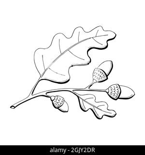 Oak branch leaves and acorns. Hand drawing, doodling, contour. Autumn elements. Autumn harvest seasonal decor. For label, badge, badge, seasonal decoration. Vector illustration Stock Vector