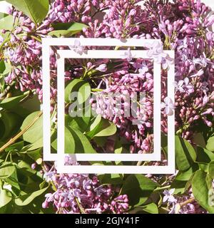 Trend sunny lilac mockup. White paper. Nature garden design. Flower card Stock Photo