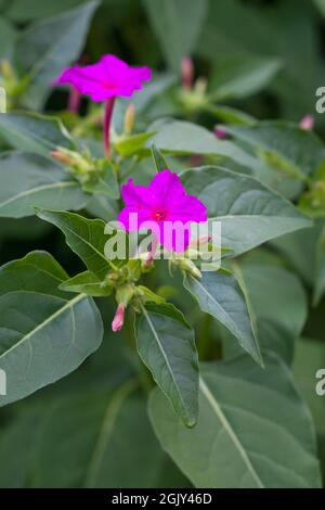 marvel of peru or four o'clock flower, pink color common ornamental plant in the garden Stock Photo