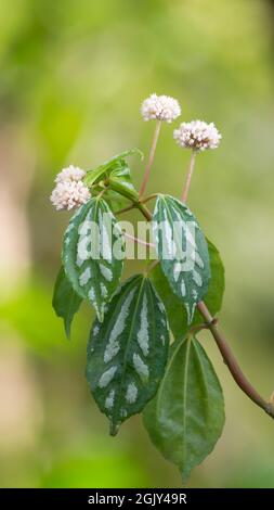 aluminum plant or watermelon pilea with white flowers, tropical fast growing houseplant in the garden, closeup view Stock Photo