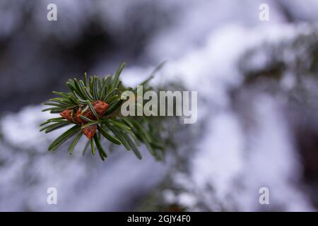 Close up of pine cones with snow on the branches. Selective focus and shallow depth of field. Stock Photo