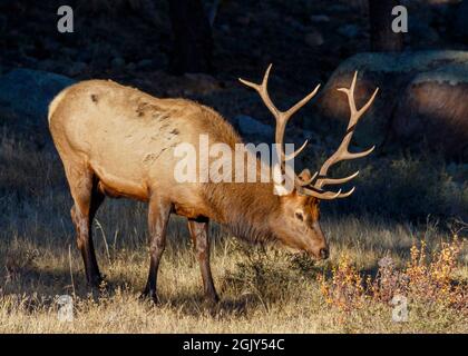 Young bull elk, or wapiti (Cervus canadensis), standing in a meadow, Rocky Mountain National Park, Colorado, USA Stock Photo
