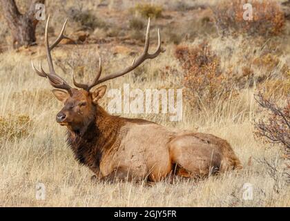 Large Bul Elk lying in a field, Rocky Mountain National Park, Colorado, USA Stock Photo