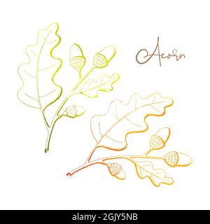 Oak branch with acorn and oak leaves watercolor outline, element of autumn decor. Hand drawing, doodling. Vector illustration Stock Vector