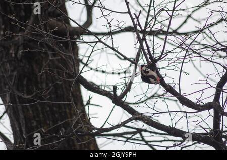 A Syrian woodpecker (Dendrocopos syriacus) on the nranch of a tree in the forests of the Carpathian Mountains in Transylvania Romania Stock Photo