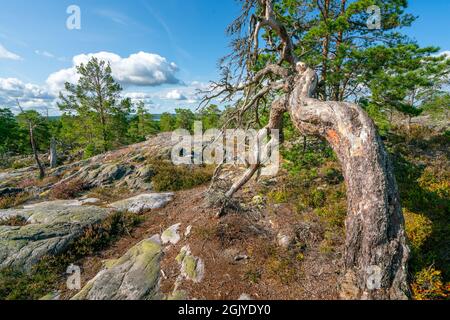 argument Begivenhed gaben Beautiful dead tree in the middle of Segersgarde nature reservation in  Sweden. Beautiful summer day in picturesque landscape of southern Sweden  Stock Photo - Alamy