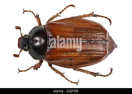 common cockchafer (Melolontha melolontha) from Europe isolated on white background