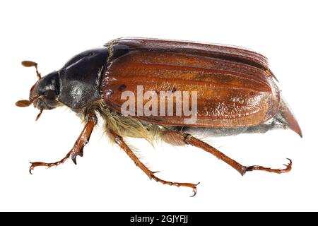 common cockchafer (Melolontha melolontha) from Rheinberg, Germany isolated on white background