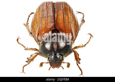 common cockchafer (Melolontha melolontha) from Europe isolated on white background