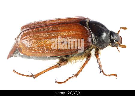common cockchafer (Melolontha melolontha) from Rheinberg, Germany isolated on white background