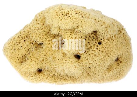natural sponge from Kalymnos, Greece isolated on white background Stock Photo