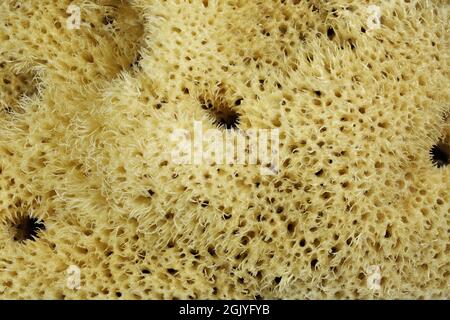 natural sponge from Kalymnos, Greece for background use Stock Photo