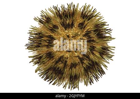 stained collector urchin (Pseudoboletia maculata) from Cebu, Philippines isolated on white background Stock Photo