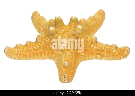 starfish isolated on white background Stock Photo