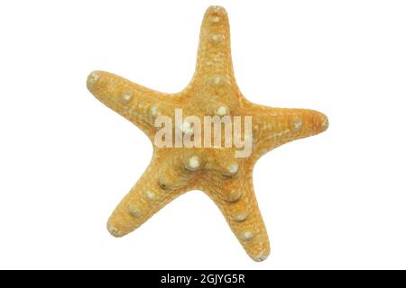 starfish isolated on white background Stock Photo