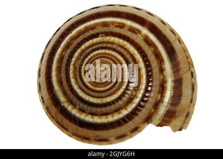 perspective sundial shell (Architectonica perspectiva) from Bohol, Philippines isolated on white background Stock Photo