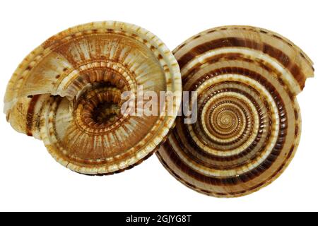 perspective sundial shell (Architectonica perspectiva) from Bohol, Philippines isolated on white background Stock Photo