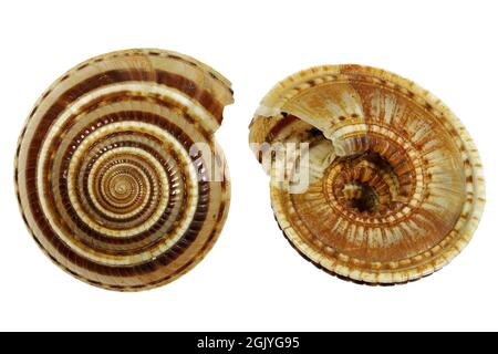 perspective sundial shell (Architectonica perspectiva) from Bohol, Philippines isolated on white background Stock Photo