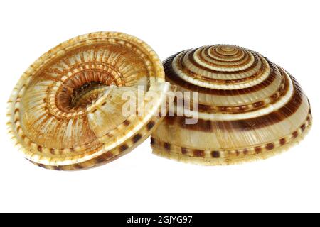 perspective sundial shell (Architectonica perspectiva) from Bohol, Philippines isolated on white background Stock Photo