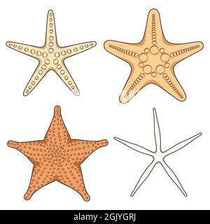 Set of graphic color images of starfish. Isolated vector objects on white background. Stock Vector