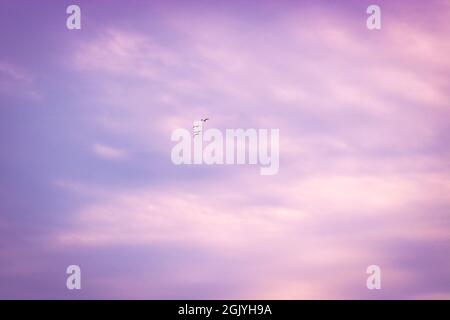 The sky with blurry cirrus clouds illuminated by the setting sun and flying seagulls. Stock Photo