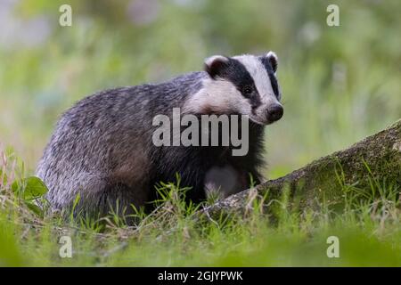 Badger foraging for food the woodland. Stock Photo