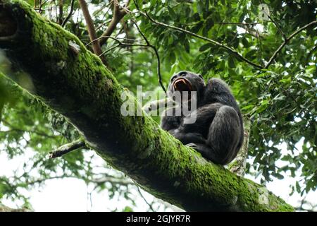 Chimpanzee with his mouth wide open is sitting on a tree branch in Kibale National Park, Uganda Stock Photo