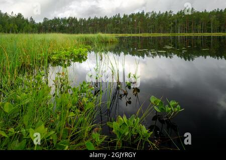 Wide low angle shot of calm lake surrounded by trees in Sweden on a summer day. Trees, grass and sky reflecting in water surface. Swedish landscape Stock Photo