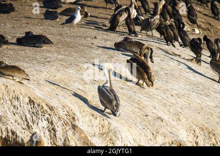 Flock of seabirds, pelicans, cormorants, seagulls, close up sitting on a cliff top at sunset, California Stock Photo