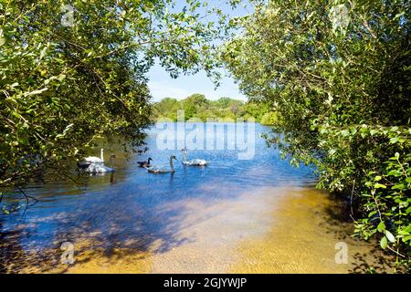 Swans and ducks at the Hollow Pond in Leyton Flats, London, UK Stock Photo