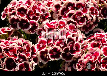 Red White Dianthus barbatus Dianthus Sweet William Stock Photo