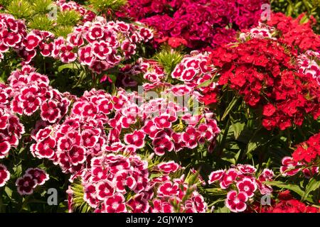 Colorful summer flowers Dianthus Sweet William red Barbatus Stock Photo