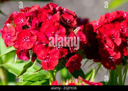 Red Dianthus Sweet William flower 'Scarlet' Stock Photo
