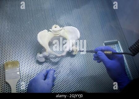 3D reconstruction from patient images, 3D printed pelvis. Stock Photo