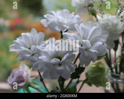 White chrysanthemum flowers close up with bokeh background Stock Photo