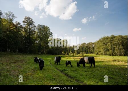 Herd of cows with calves grazing on a green meadow. Galloway cattle. Stock Photo