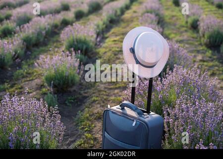 suitcase on the background of hilly lavender and other fields. Stock Photo