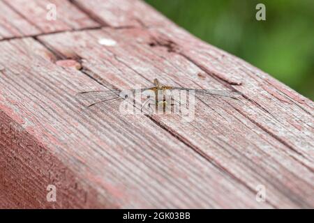 A dragonfly resting on a painted wooden railing. Close up. Stock Photo
