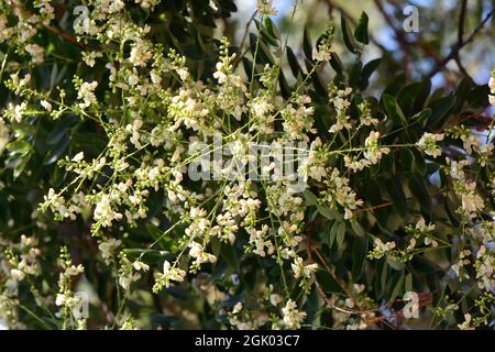 Japanese pagoda tree, Japanischer Schnurbaum, Sophora du Japon, Styphnolobium japonicum, Sophora japonica, japánakác, Hungary, Magyarország, Europe Stock Photo