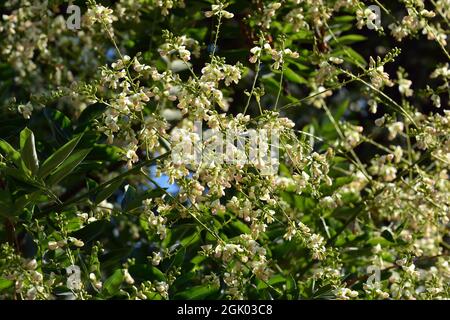 Japanese pagoda tree, Japanischer Schnurbaum, Sophora du Japon, Styphnolobium japonicum, Sophora japonica, japánakác, Hungary, Magyarország, Europe Stock Photo