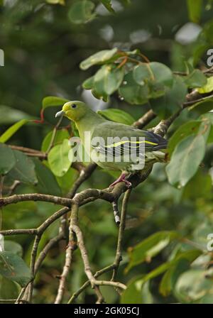 Sri Lanka Green-pigeon (Treron pompadora) adult female perched in tree  (Sri Lanka endemic) Sri Lanka         December Stock Photo